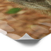 Baby Meerkat Poster afdrukken (Hoek)