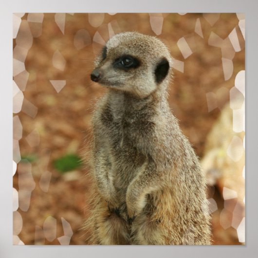 Baby Meerkat Poster afdrukken (Voorkant)