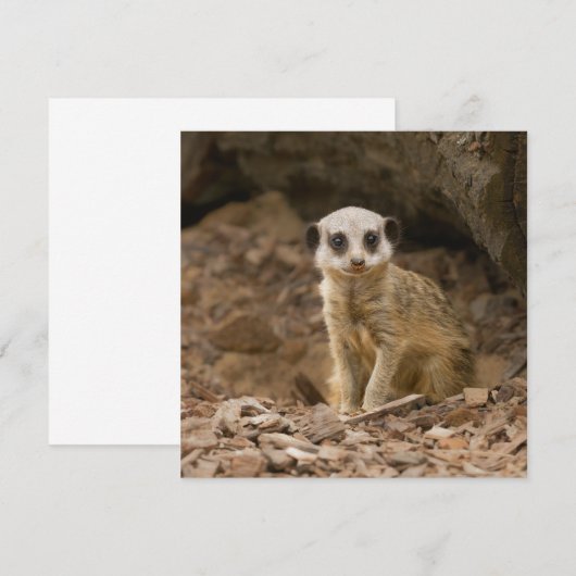Baby Meerkat's kostbare pose (Voorkant / Achterkant)
