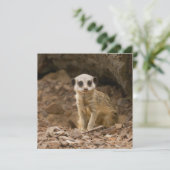 Baby Meerkat's kostbare pose (Staand voorkant)