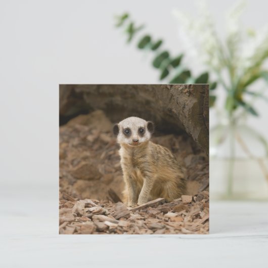 Baby Meerkat's kostbare pose (Staand voorkant)