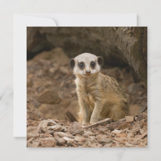 Baby Meerkat's kostbare pose (Voorkant)