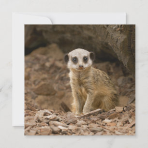 Baby Meerkat's kostbare pose