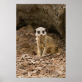 Baby Meerkat's kostbare pose Poster (Voorkant)