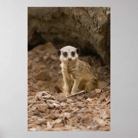 Baby Meerkat's kostbare pose Poster (Voorkant)
