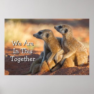 Baby Meerkats verbergen zich onder hun ouders Poster
