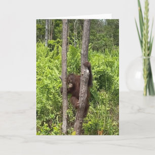 Baby meisje orang-oetan redding kaart