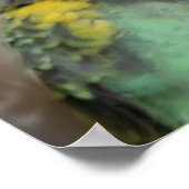 Baby Meyers Parrot Photo Painting Poster (Hoek)