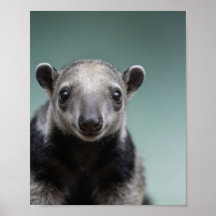 Baby Miereneter Portret – Mooie Dieren Muurdecorat