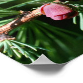 Baby Miniatuur Pine Cones Natuur Poster (Hoek)