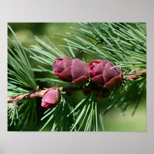 Baby Miniatuur Pine Cones Natuur Poster