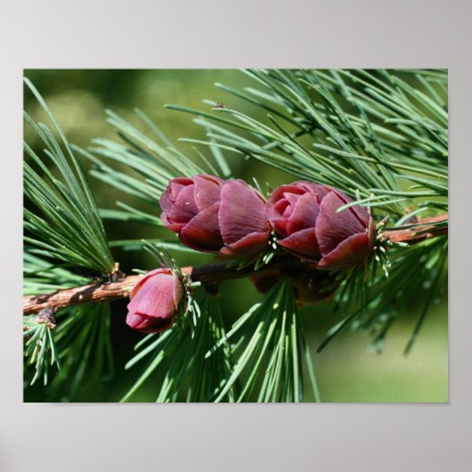 Baby Miniatuur Pine Cones Natuur Poster (Voorkant)