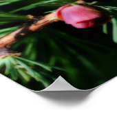 Baby Miniatuur Pine Cones Orton Effect Poster (Hoek)