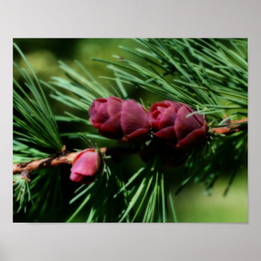 Baby Miniatuur Pine Cones Orton Effect Poster (Voorkant)