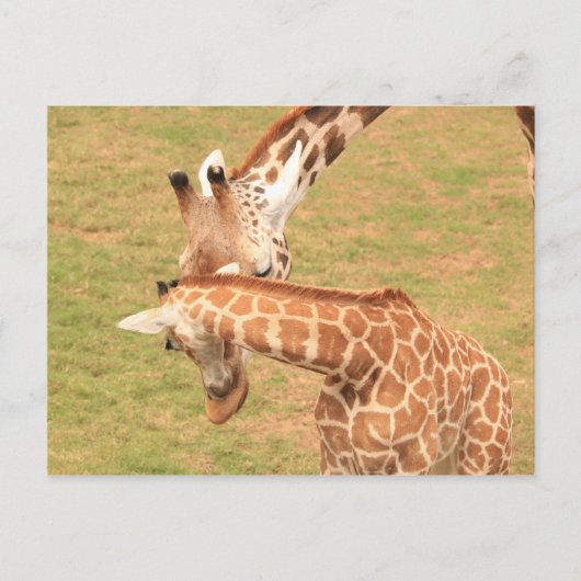 Baby & Moeder Giraffe #3 Briefkaart (Voorkant)