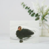 Baby Moorhens Briefkaart (Staand voorkant)