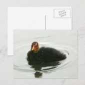 Baby Moorhens Briefkaart (Voorkant / Achterkant)