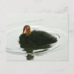 Baby Moorhens Briefkaart
