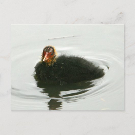 Baby Moorhens Briefkaart (Voorkant)