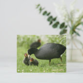 Baby Moorhens Briefkaart (Staand voorkant)