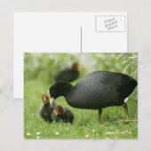 Baby Moorhens Briefkaart (Voorkant / Achterkant)