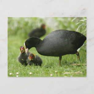Baby Moorhens Briefkaart