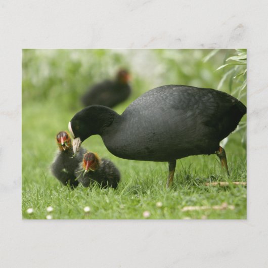 Baby Moorhens Briefkaart (Voorkant)