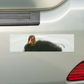 Baby Moorhens Bumpersticker (Op auto)