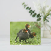 Baby Moorhens, Engeland. Briefkaart (Staand voorkant)