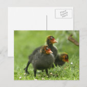 Baby Moorhens, Engeland. Briefkaart (Voorkant / Achterkant)