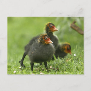 Baby Moorhens, Engeland. Briefkaart