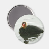 Baby Moorhens Magneet (Voorkant / Achterkant)