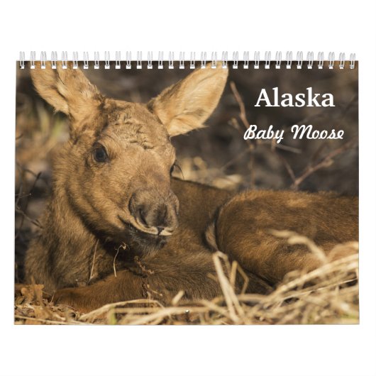 Baby Moose Kalender (Hoes)