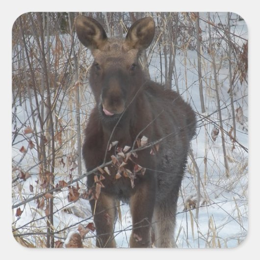 Baby Moose Vierkante Sticker (Voorkant)