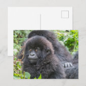 Baby Mountain Gorilla Briefkaart (Voorkant / Achterkant)
