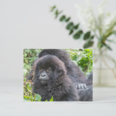 Baby Mountain Gorilla Briefkaart (Staand voorkant)