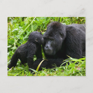 Baby Mountain Gorilla Kisses Silverback Gorilla Briefkaart