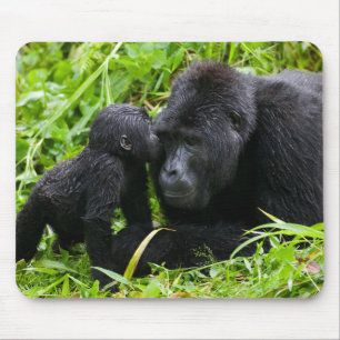 Baby Mountain Gorilla Kisses Silverback Gorilla Muismat