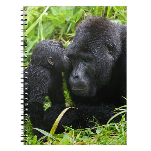 Baby Mountain Gorilla Kisses Silverback Gorilla Notitieboek (Voorkant)