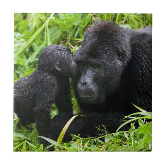 Baby Mountain Gorilla Kisses Silverback Gorilla Tegeltje (Voorkant)