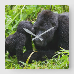 Baby Mountain Gorilla Kisses Silverback Gorilla Vierkante Klok