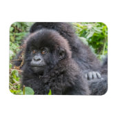 Baby Mountain Gorilla Magneet (Horizontaal)