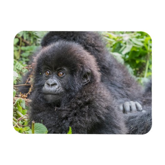 Baby Mountain Gorilla Magneet (Horizontaal)