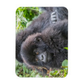 Baby Mountain Gorilla Magneet (Verticaal)