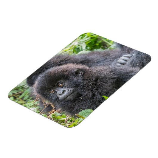 Baby Mountain Gorilla Magneet (Linkerzijde)