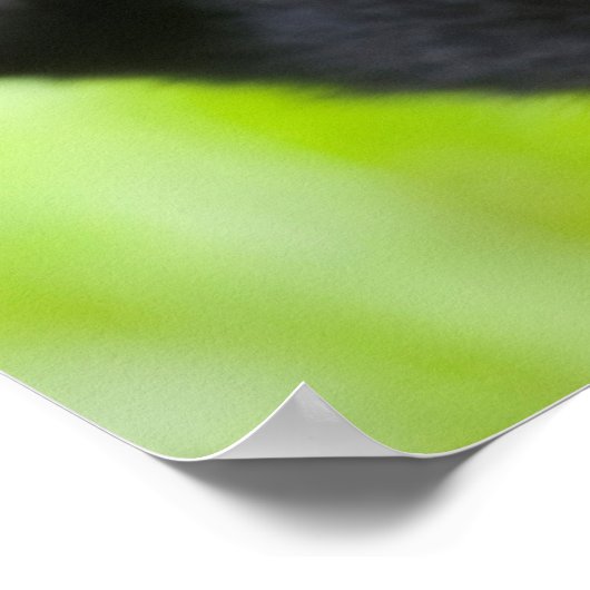 Baby Mountain Gorilla Spelen in het regenwoud Poster (Hoek)