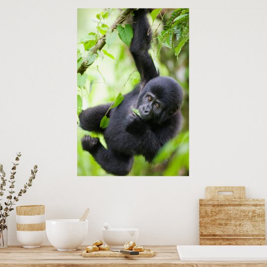 Baby Mountain Gorilla Spelen in het regenwoud Poster (Keuken)