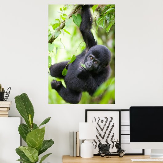 Baby Mountain Gorilla Spelen in het regenwoud Poster (Thuiskantoor)