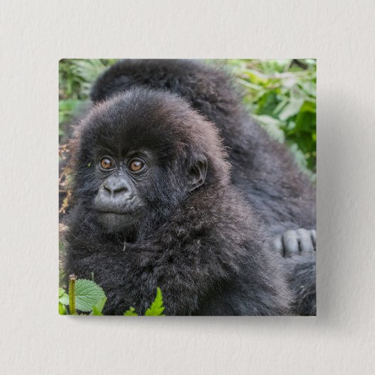 Baby Mountain Gorilla Vierkante Button 5,1 Cm (Voorkant)