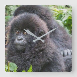 Baby Mountain Gorilla Vierkante Klok